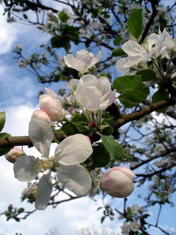 Gite Au Jardin Meilhan-sur-Garonne Номер фото