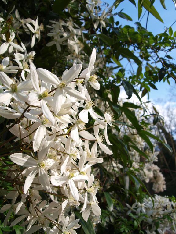 Gite Au Jardin Meilhan-sur-Garonne Номер фото